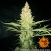 Barney´s Farm G13 Haze regulérní