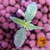 Barney´s Farm Pineapple Haze regulérní