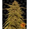 Barney´s Farm Pineapple Haze regulérní