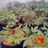 Barney´s Farm Widow Remedy regulérní