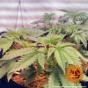 Barney´s Farm Widow Remedy regulérní