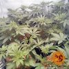Barney´s Farm Widow Remedy regulérní