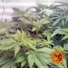 Barney´s Farm Widow Remedy regulérní