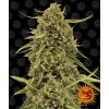 Barney´s Farm Widow Remedy regulérní