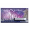 Buddha Seeds Buddha Purple Kush, feminizovaná autoflowering