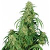 Buddha Seeds Calamity Jane Auto, feminizovaná autoflowering