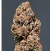 Buddha Seeds Medikit Autoflowering, feminizovaná autofloweringBuddha Seeds Medikit Autoflowering, feminizovaná autoflowering
