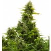 Buddha Seeds Medikit Autoflowering, feminizovaná autoflowering