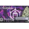 Buddha Seeds Morpheus, feminizovaná