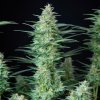 Buddha Seeds Red Dwarf, feminizovaná autoflowering