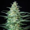 Buddha Seeds Red Dwarf, feminizovaná autoflowering