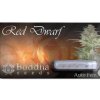 Buddha Seeds Red Dwarf, regulérní