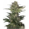 Buddha Seeds Red Dwarf, regulérní