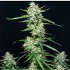 Buddha Seeds Syrup, feminizovaná autoflowering