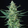 Buddha Seeds Vesta Auto, feminizovaná autoflowering