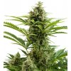 Buddha Seeds Vesta Auto, feminizovaná autoflowering