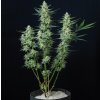 Buddha Seeds Vesta Auto, feminizovaná autoflowering