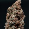 Buddha Seeds White Dwarf, feminizovaná autoflowering