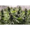 blimburn-seeds-auto-girl-scout-cookies-feminizovana-autoflowering 1