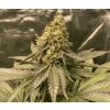 Blimburn Seeds Auto Girl Scout Cookies, feminizovaná autoflowering semena konopi marihuany