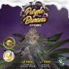 purple banana cream 710 special pack