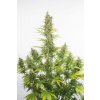 Dinafem Amnesia Autoflowering CBD feminizovaná 1