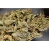 Dinafem Amnesia Autoflowering CBD feminizovaná 3