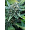 Dinafem Amnesia Kush feminizovaná 4