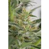 Dinafem Amnesia XXL Auto feminizovaná autoflowering 2