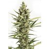 Dinafem Amnesia XXL Auto feminizovaná autoflowering