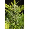 Dinafem Blue Critical Auto feminizovaná autoflowering 2