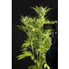 Dinafem Blue Critical Auto feminizovaná autoflowering 3
