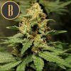 Blimburn Seeds Bruce Banner 3, feminizovaná
