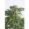 Dinafem Bubba Kush Auto feminizovaná autoflowering 2