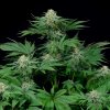 Dinafem Bubba Kush CBD feminizovaná 3