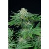 Dinafem Bubba Kush CBD feminizovaná 4