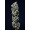 Dinafem Bubba Kush CBD feminizovaná 5