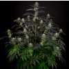 Dinafem Bubba Kush CBD feminizovaná 1