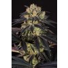 Dinafem Bubba Kush CBD feminizovaná 2
