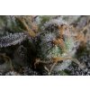 Dinafem Bubba Kush CBD feminizovaná 6