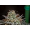 Dinafem Bubba Kush CBD feminizovaná 7