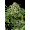 Dinafem Bubba Kush CBD feminizovaná