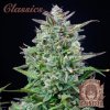buddha auto amnesia (1)