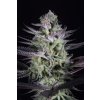 Dinafem Blueberry Cookies feminizovaná