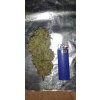 Dinafem Blue Kush Auto feminizovaná autoflowering 4