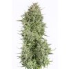 Dinafem Blue Kush Auto feminizovaná autoflowering
