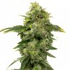 Blimburn Seeds Alien OG by Steve DeAngelo (3)