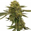 Blimburn Seeds Lemon OG