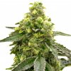 Blimburn Seeds Tangie