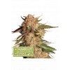 Seedstockers x Humboldt blue moby auto